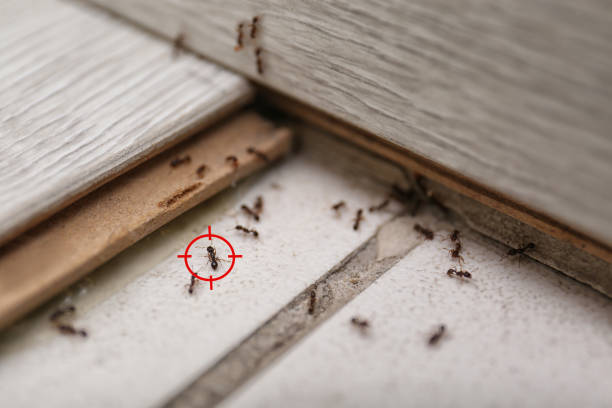 Insect Control in El Dorado Springs, MO