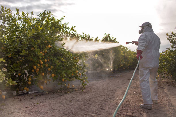 Wasp Removal Services in El Dorado Springs, MO