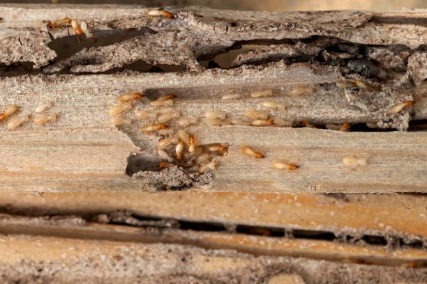 Reliable El Dorado Springs, MO Pest Control Solutions